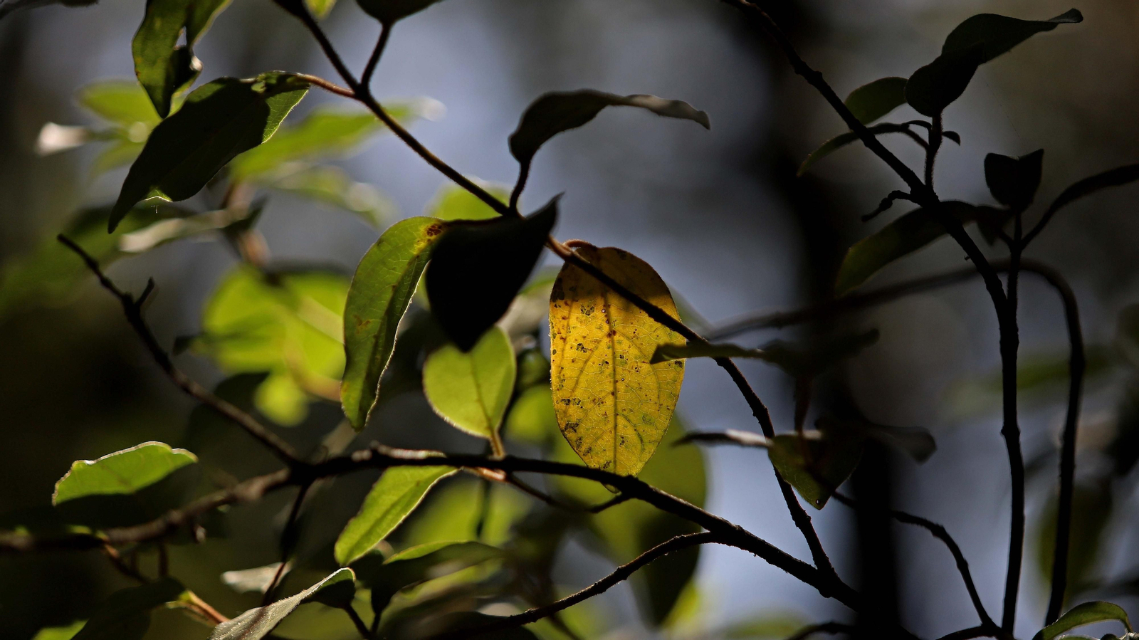 Las mejores fotos de la Montera del Torero y Valdeinfierno