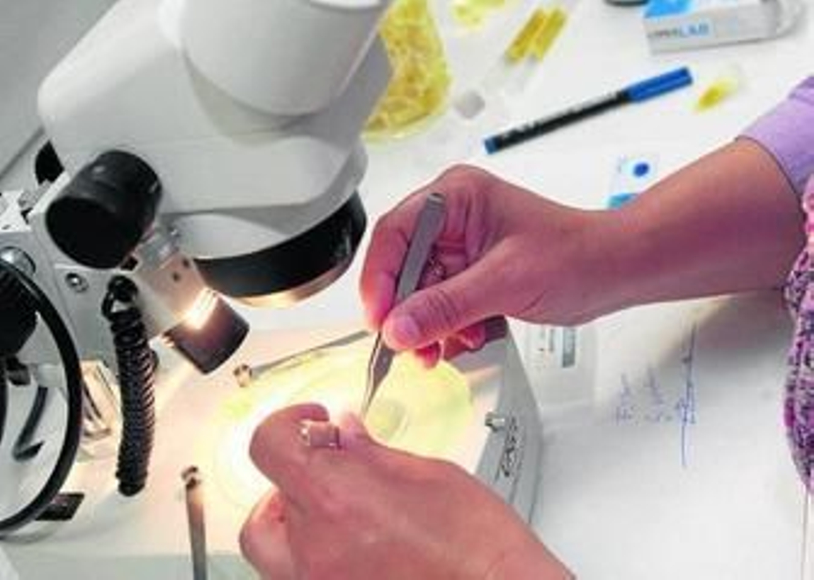 Mesa de trabajo en un laboratorio de Ciencias Experimentales.