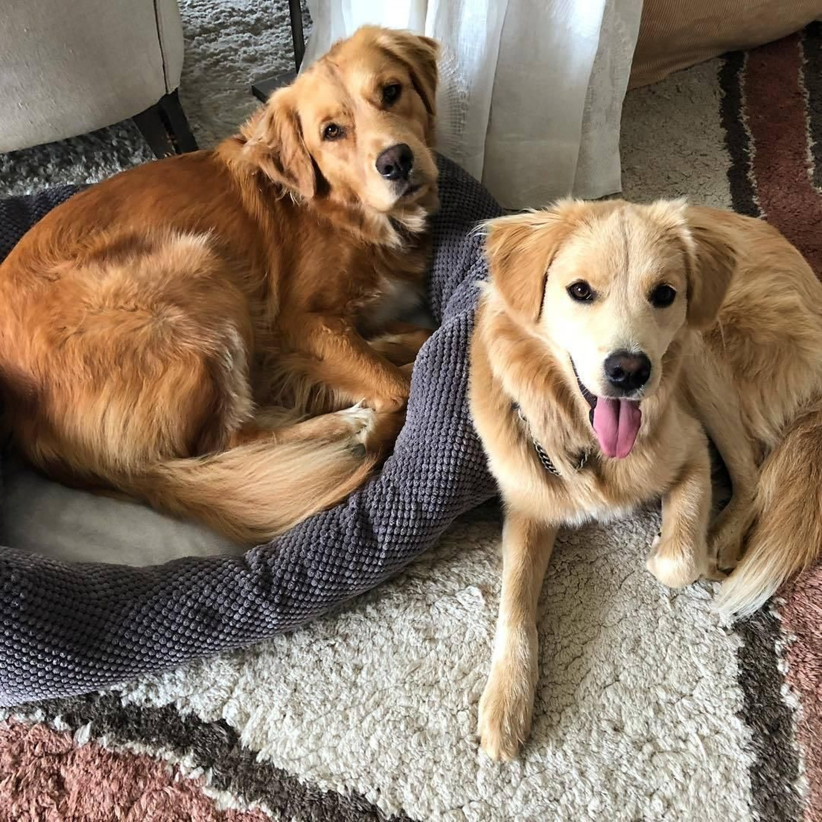 Hilary Swank es una dedicada activista y realiza múltiples campañas por la adopción de animales en California. Sus compañeros caninos también son fruto de una adopción.