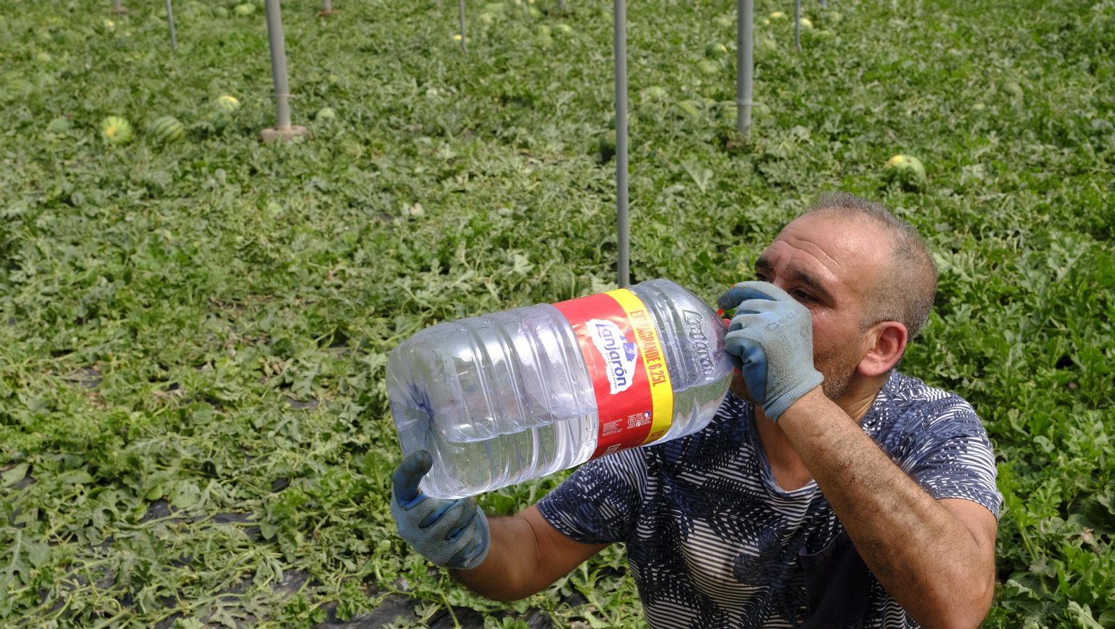 Imágenes de las primeras sandías que salen de Almería esta campaña