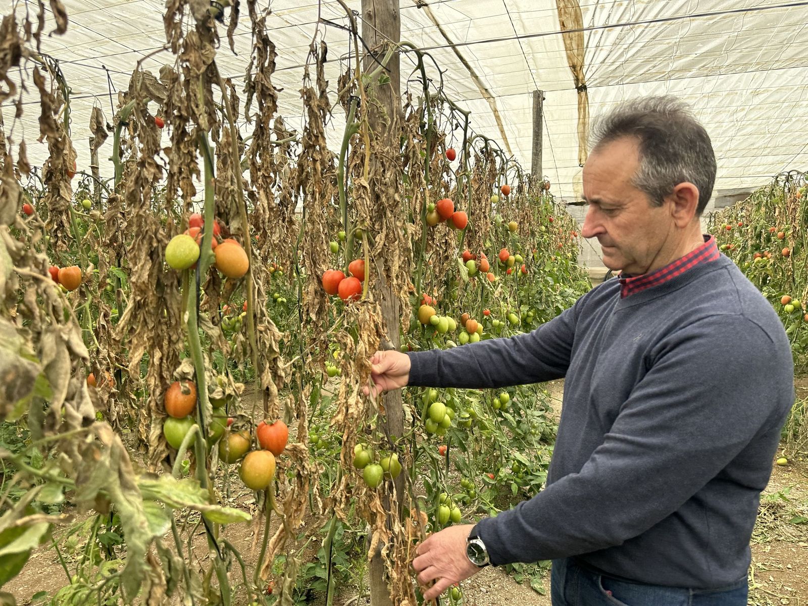 José Fernández Mañas, en un invernadero afectado por el temporal.