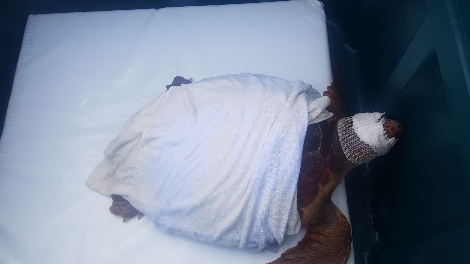 'Escorial' ha sido trasladada en una caja durante el trayecto.