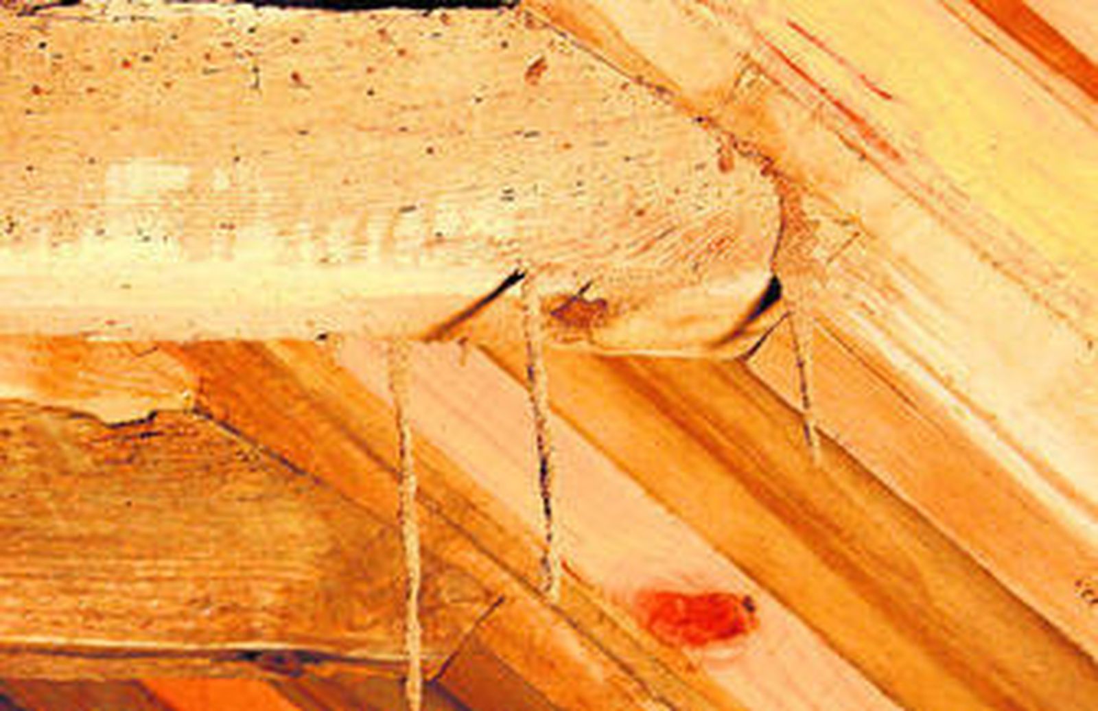 Estado en el que se encuentran las vigas que sujetan el techo en las que se observa el efecto de la termita.