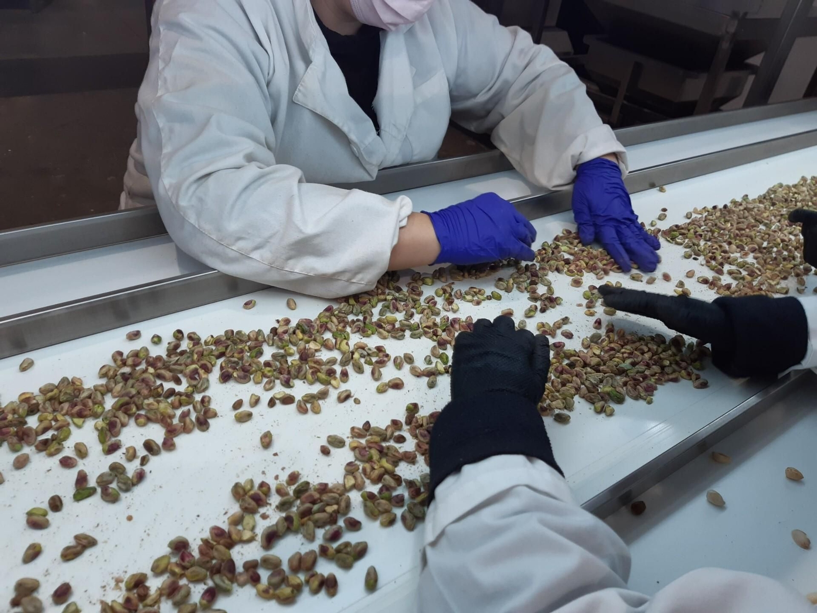 Trabajadoras en la planta de pistacho de Villa del Río.