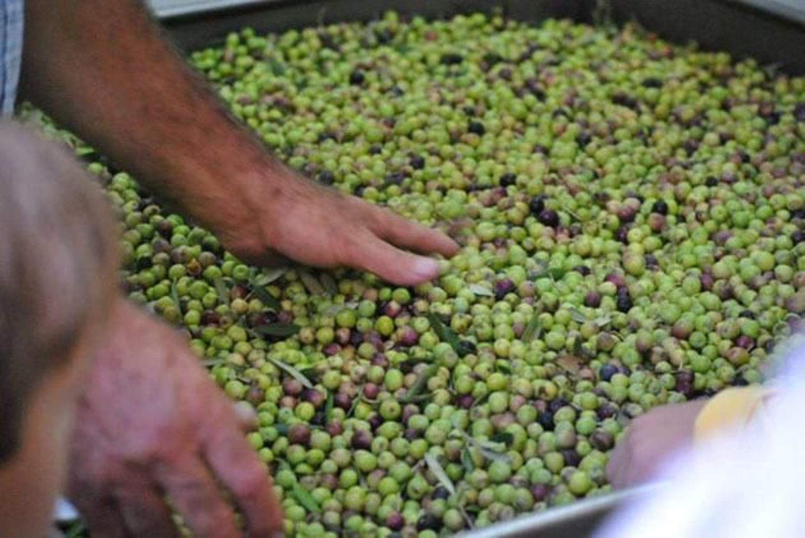Aceitunas recién cogidas