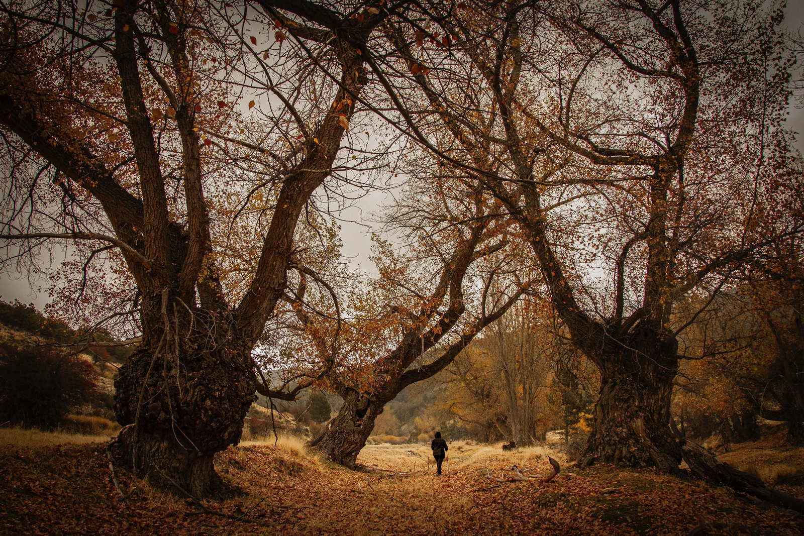 Premio Especial del Jurado ‘Otoño en el Parque Natural de Sierra de Baza’, de Antonia María Lozano Mancebo.