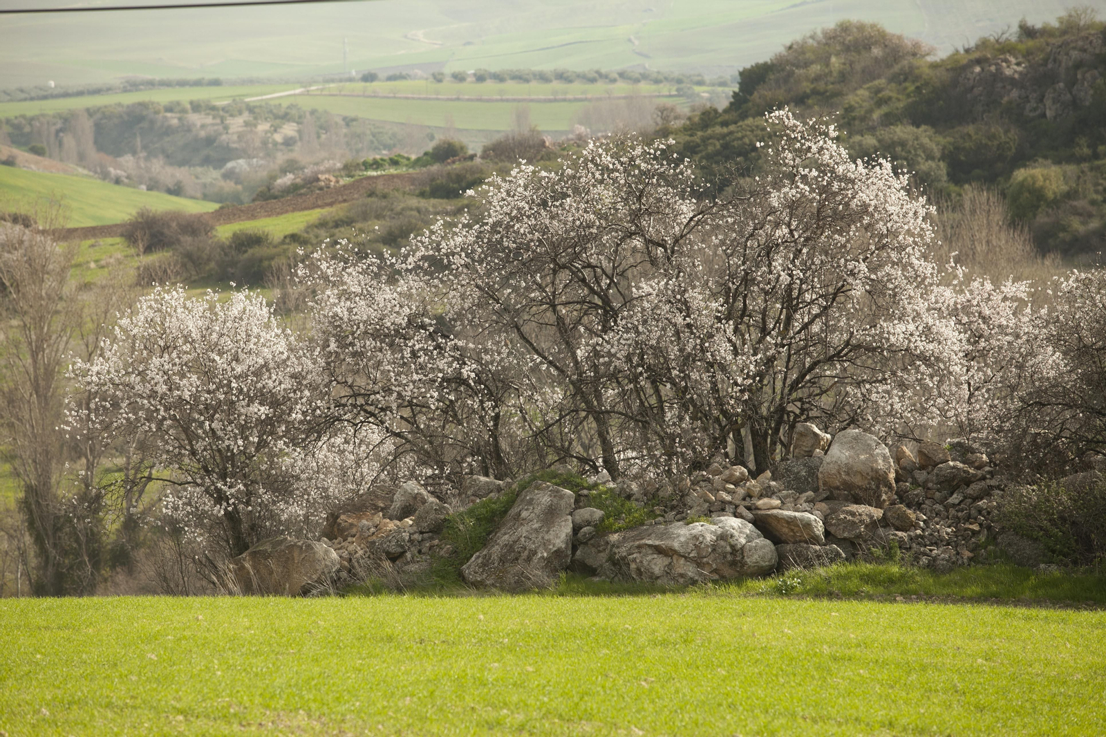 Fotos: los almendros anuncian la primavera