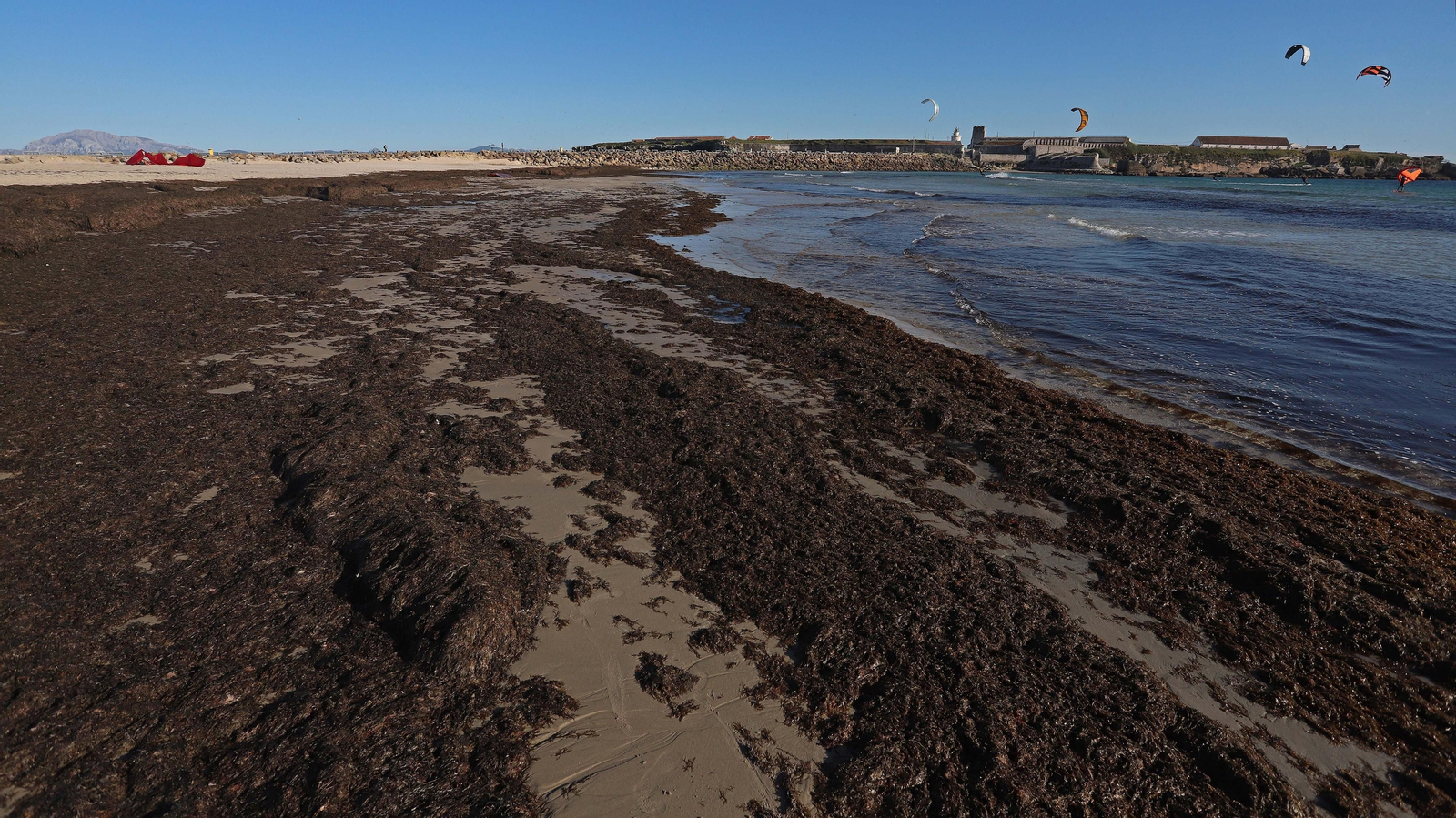 Alga invasora en Tarifa
