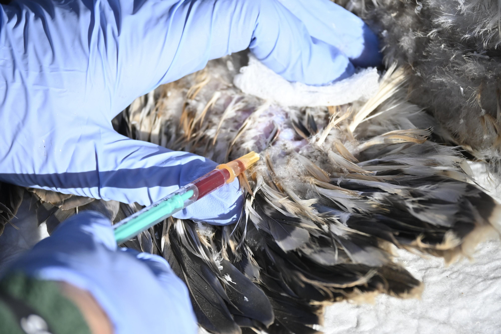Anillamiento de tres pollos de águila pescadora nacidas en el Paraje Natural Marismas del Odiel