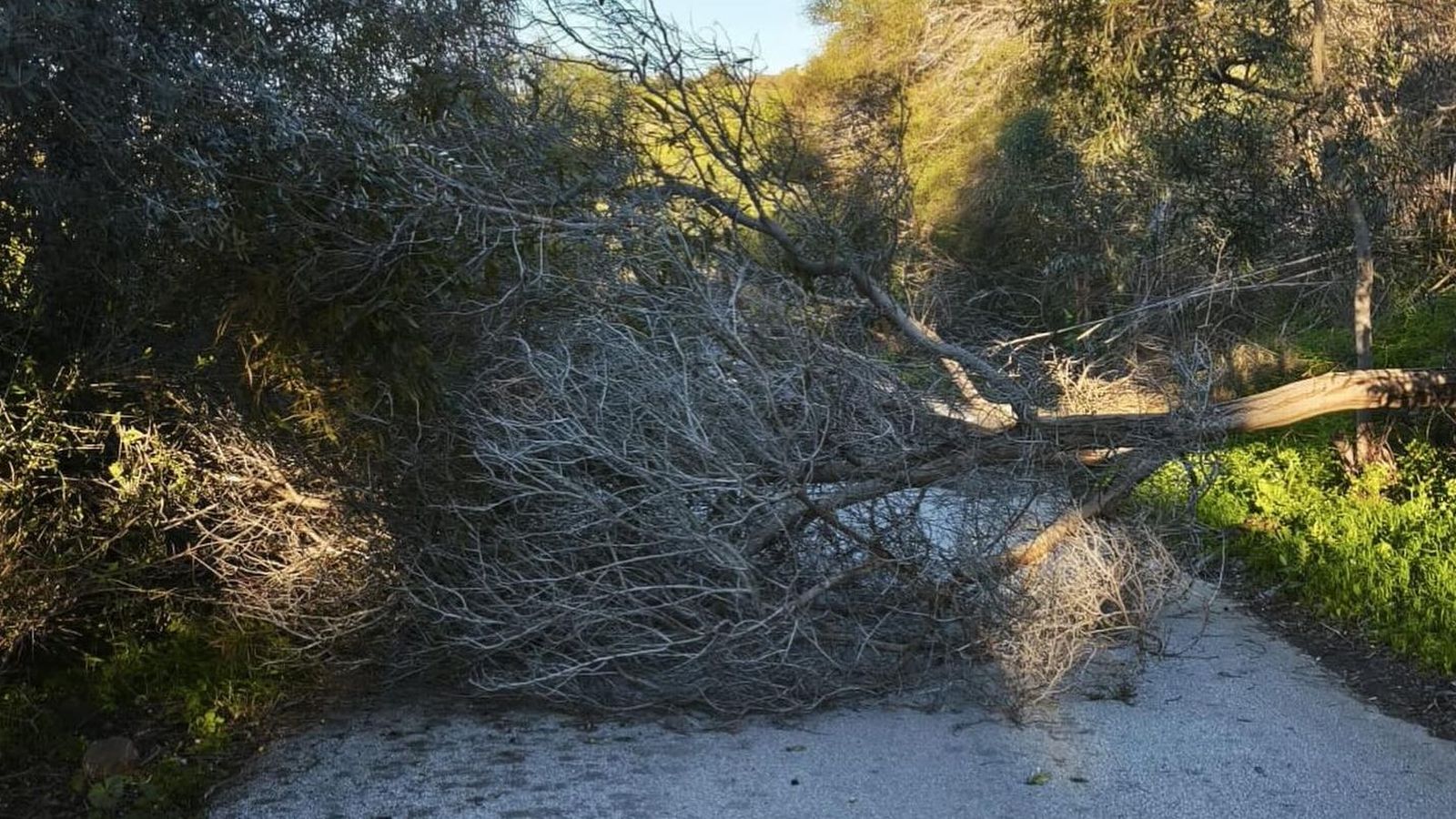 Incidencias en Mijas por las fuertes rachas de viento