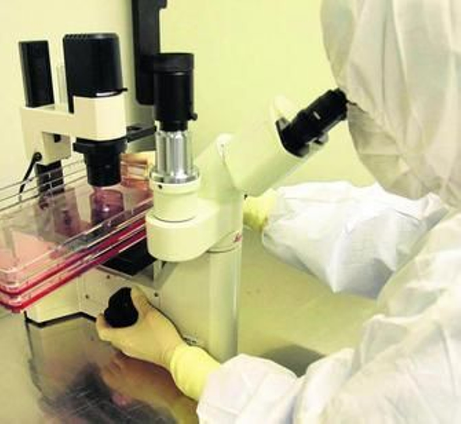 Los grupos internacionales debatirán sobre cómo crean sus tejidos y su aplicación en terapéutica.