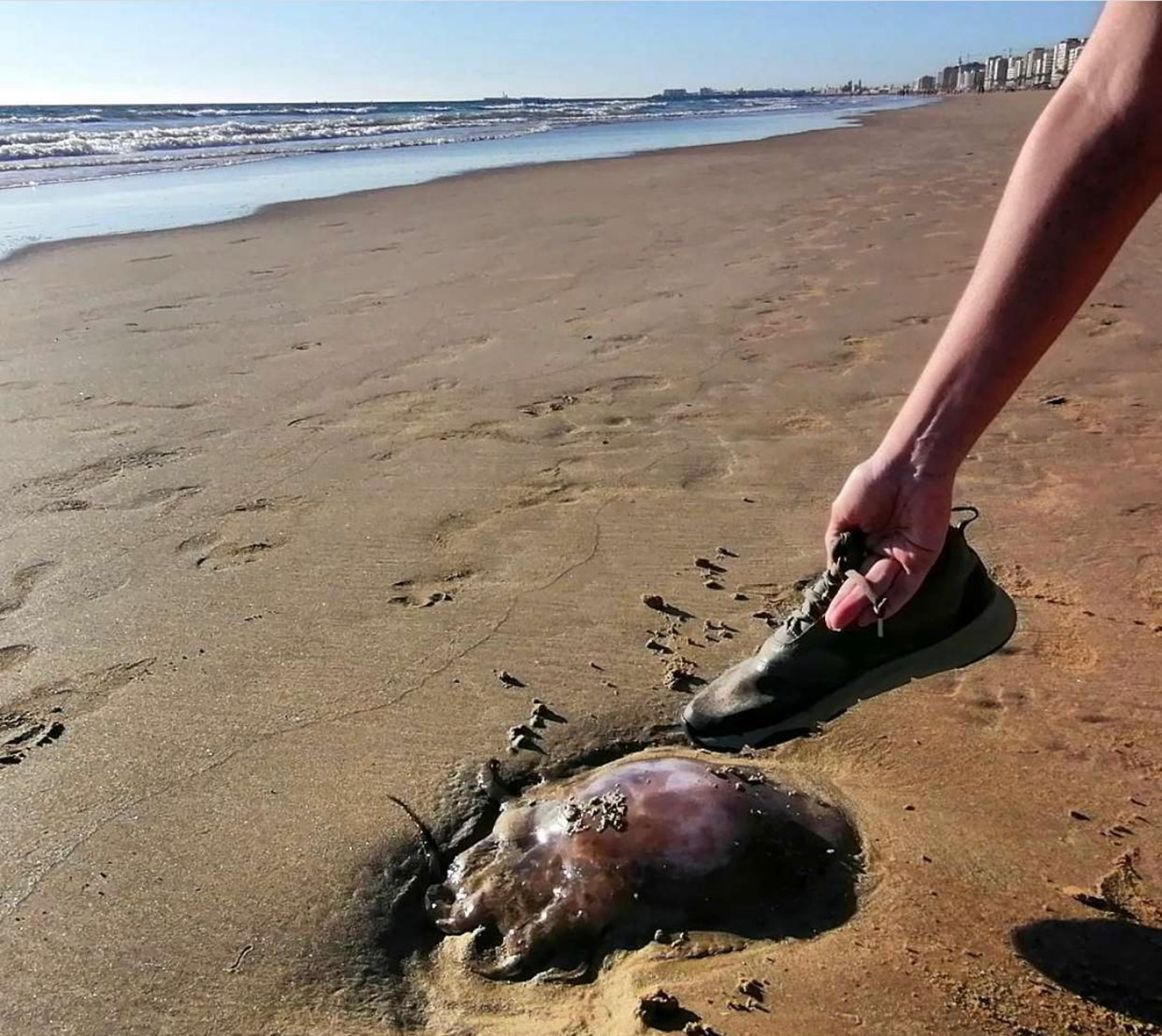 Medusa del tamaño de un zapato adulto, en la playa de Cortadura (Cádiz).