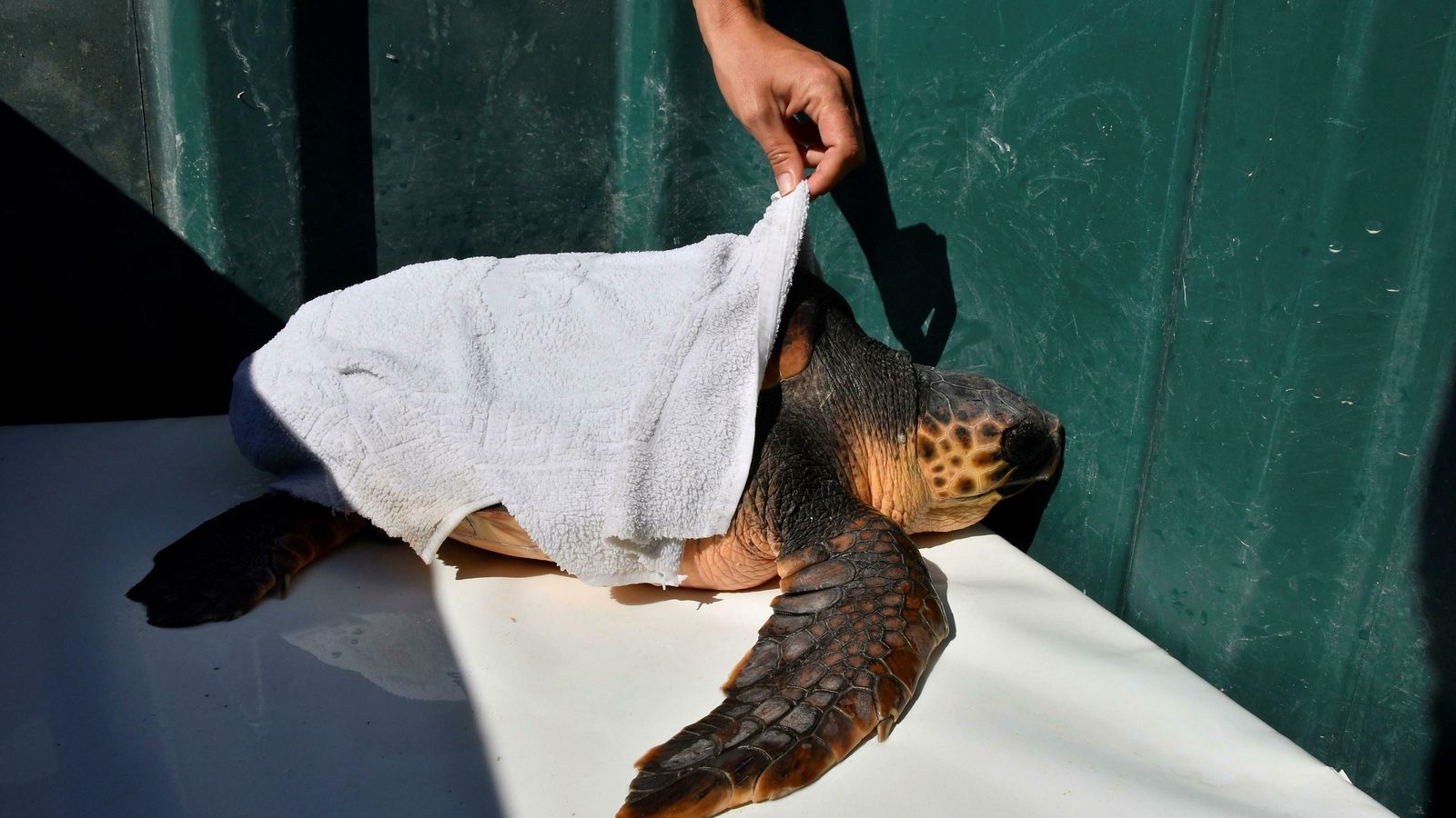 El quelonio durante su traslado.