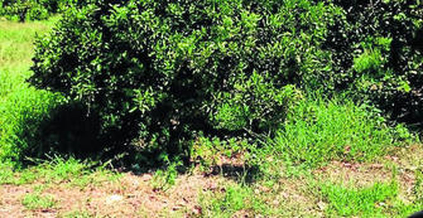 Imagen de una de las parcelas de Tesorillo.