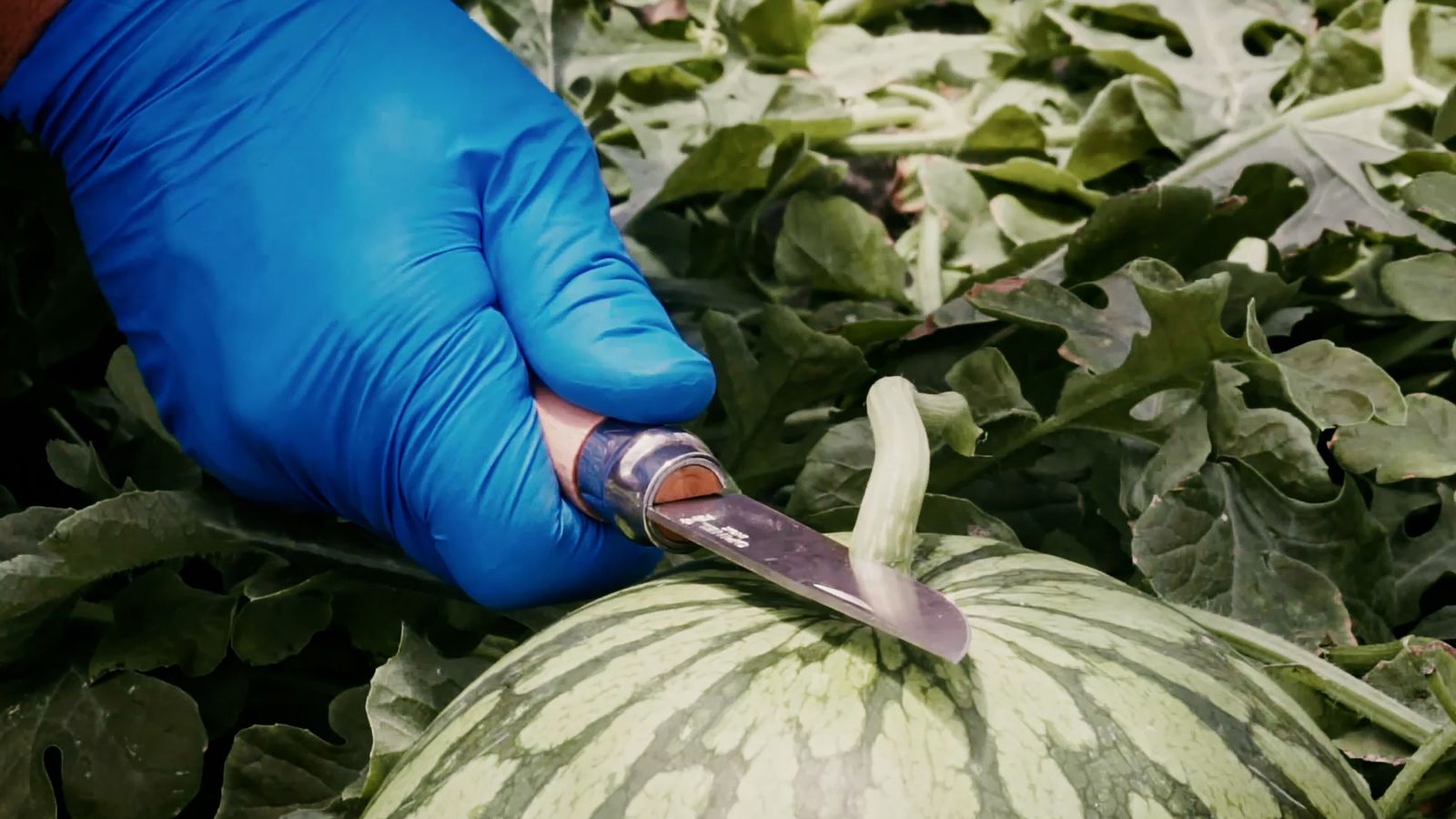 Corte de una sandía.