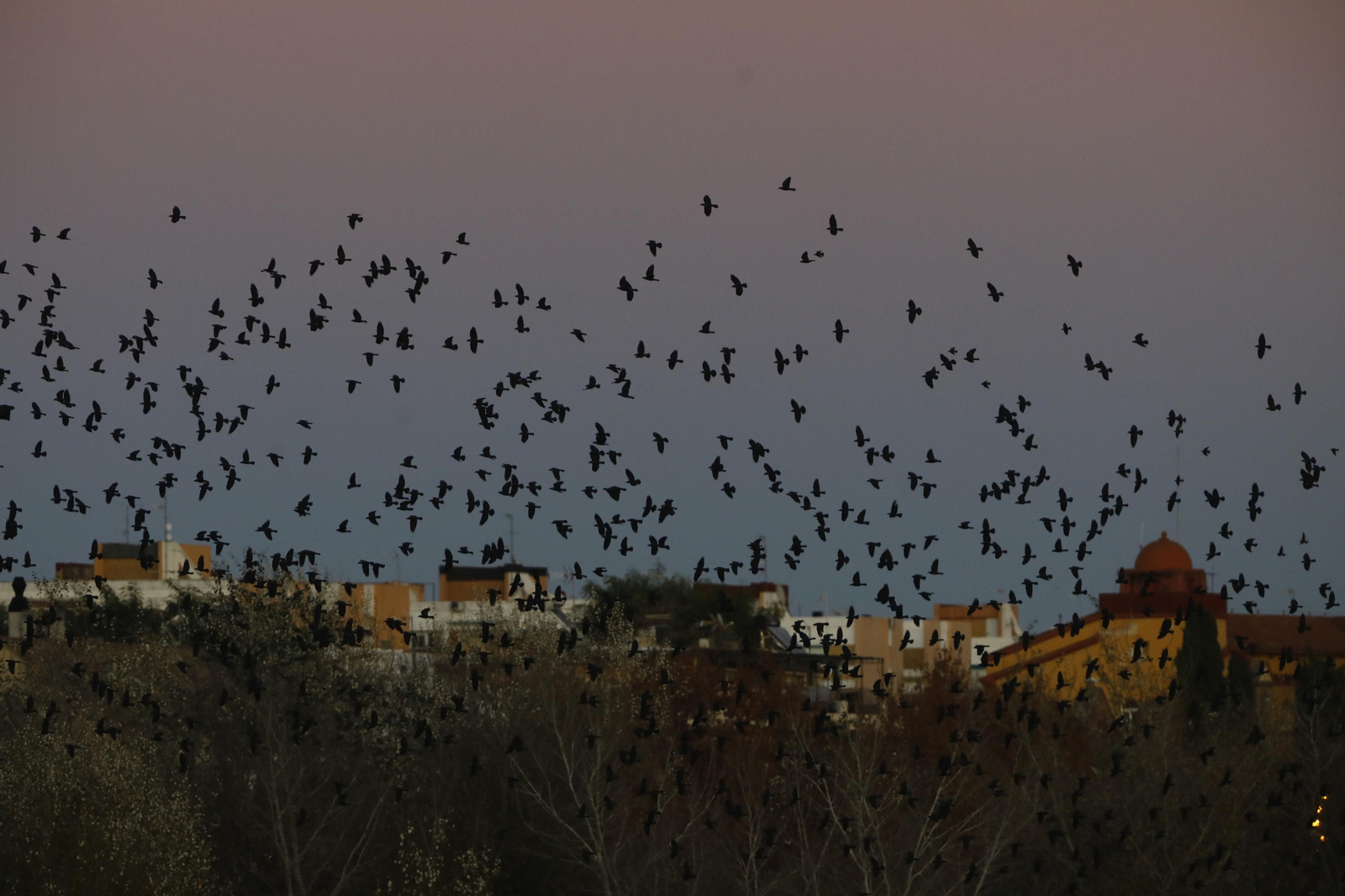 Las aves que habitan en Los Sotos de la Albolafia de Córdoba, en fotografías
