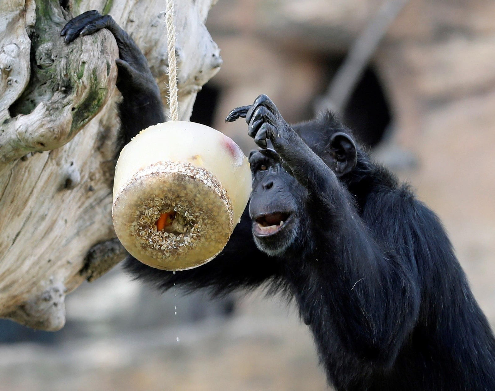 Dientes fósiles desvelan que los primates prehistóricos eran golosos y tenían caries