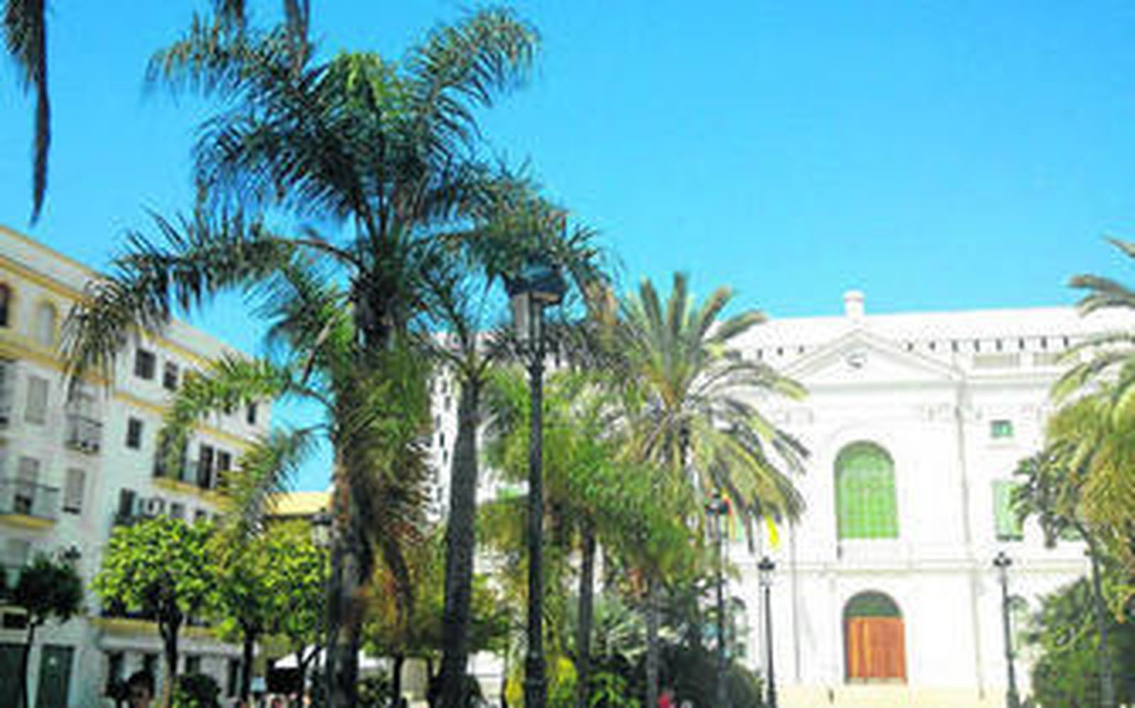 Imágenes de 'coco plumoso' en los parterres de la Plaza de Isaac Peral, que no se han visto afectados por  la plaga de picudo rojo.