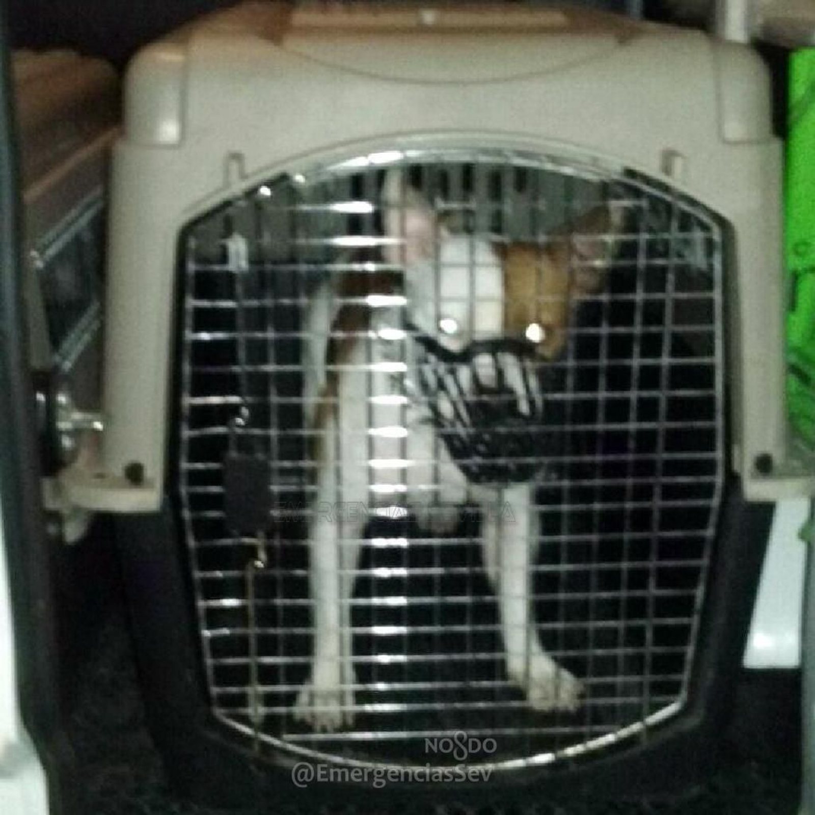 El perro que mordió al menor en Torreblanca.