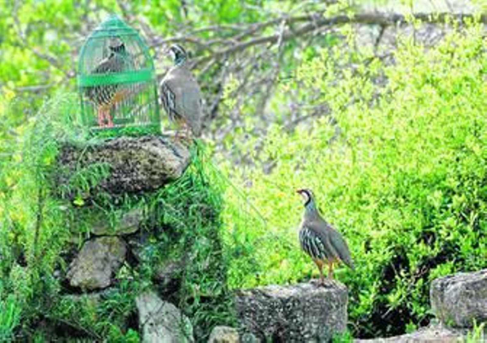 El arte de cazar con reclamoEl arte de cazar con reclamo