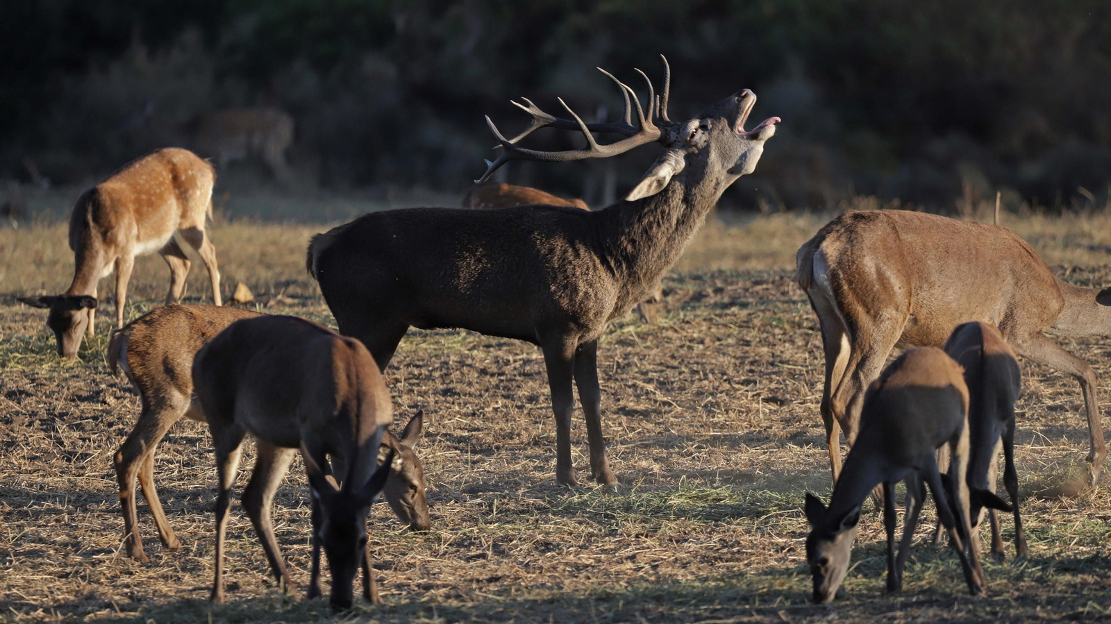 Fotos de la berrea en el Parque Natural de Los Alcornocales