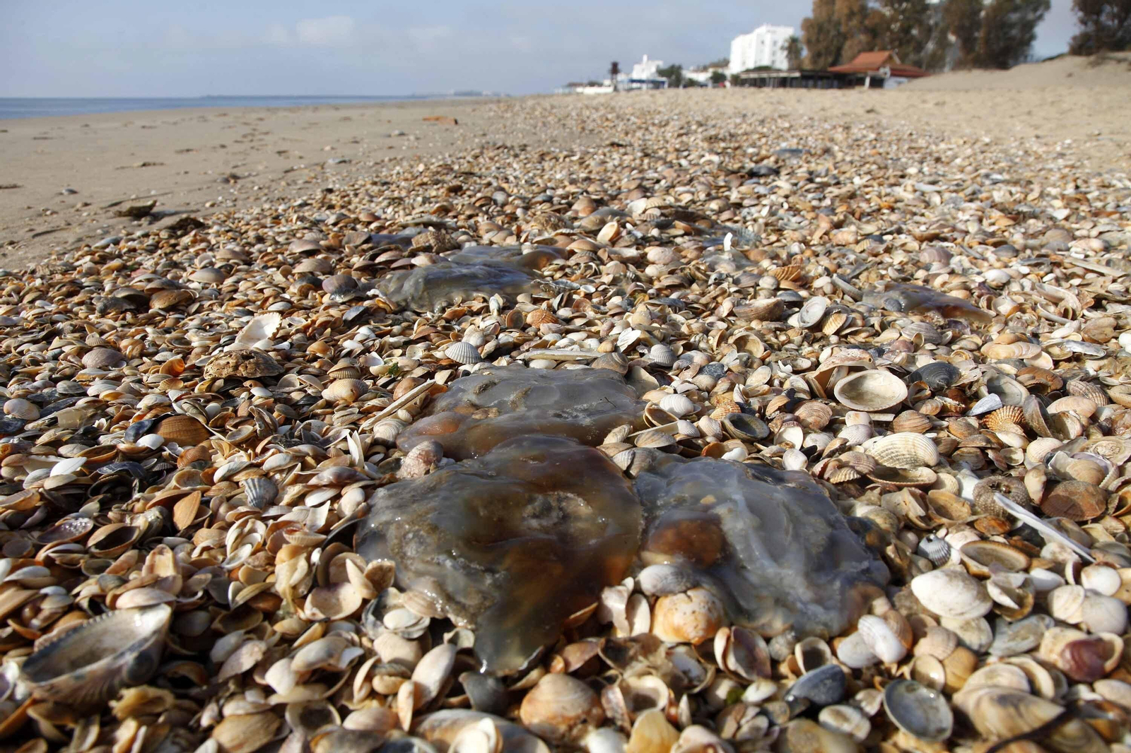 Ejemplares de medusas en las playas onubenses.