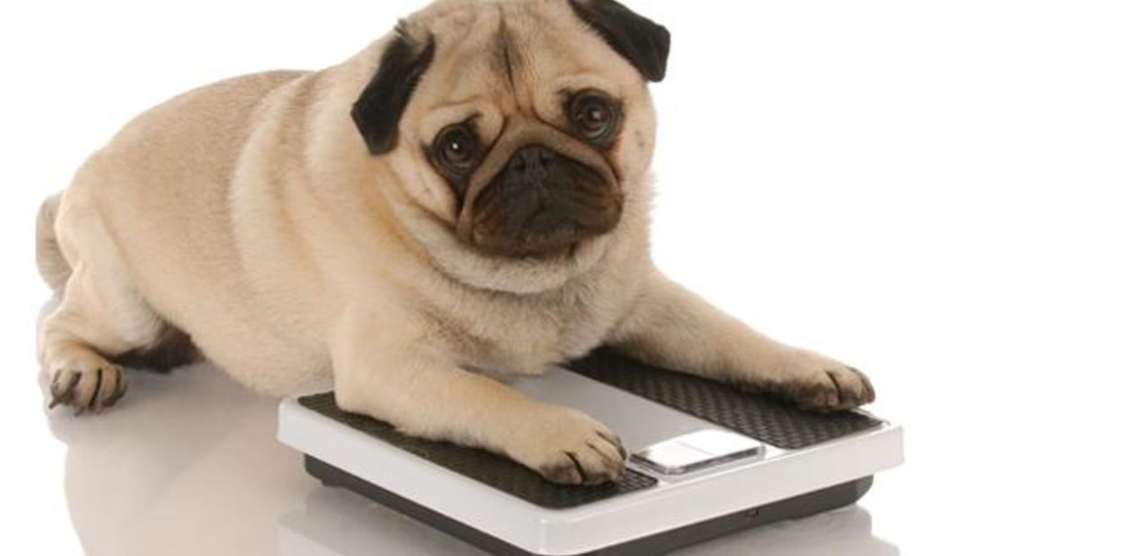 Una mascota tiene obesidad cuando supera en un 20-30% su peso corporal "normal".