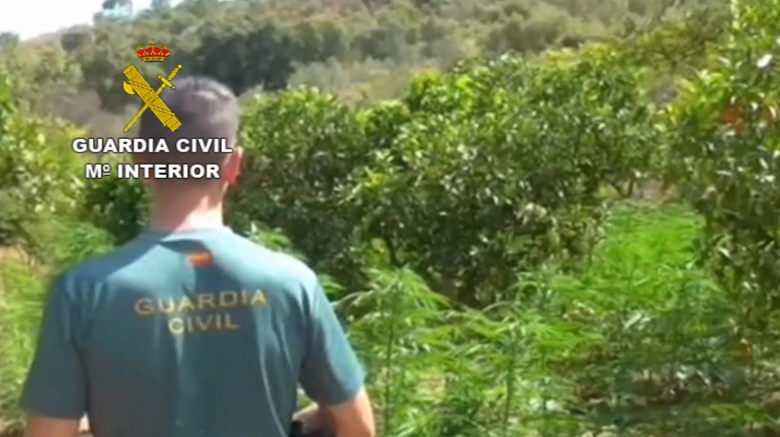 Un agente de la Guardia Civil junto a las plantas de marihuana en Monda