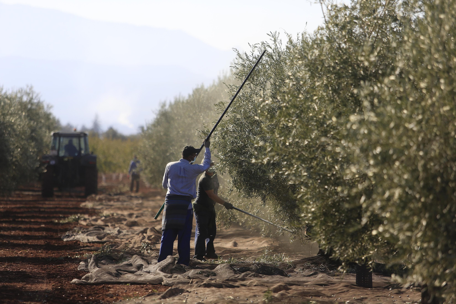 Recogida de la aceituna en la comarca de Antequera.