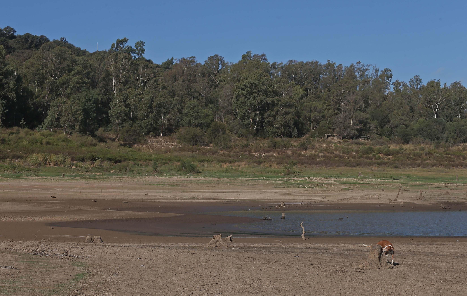 Imágenes del pantano de Charco Redondo en Los Barrios
