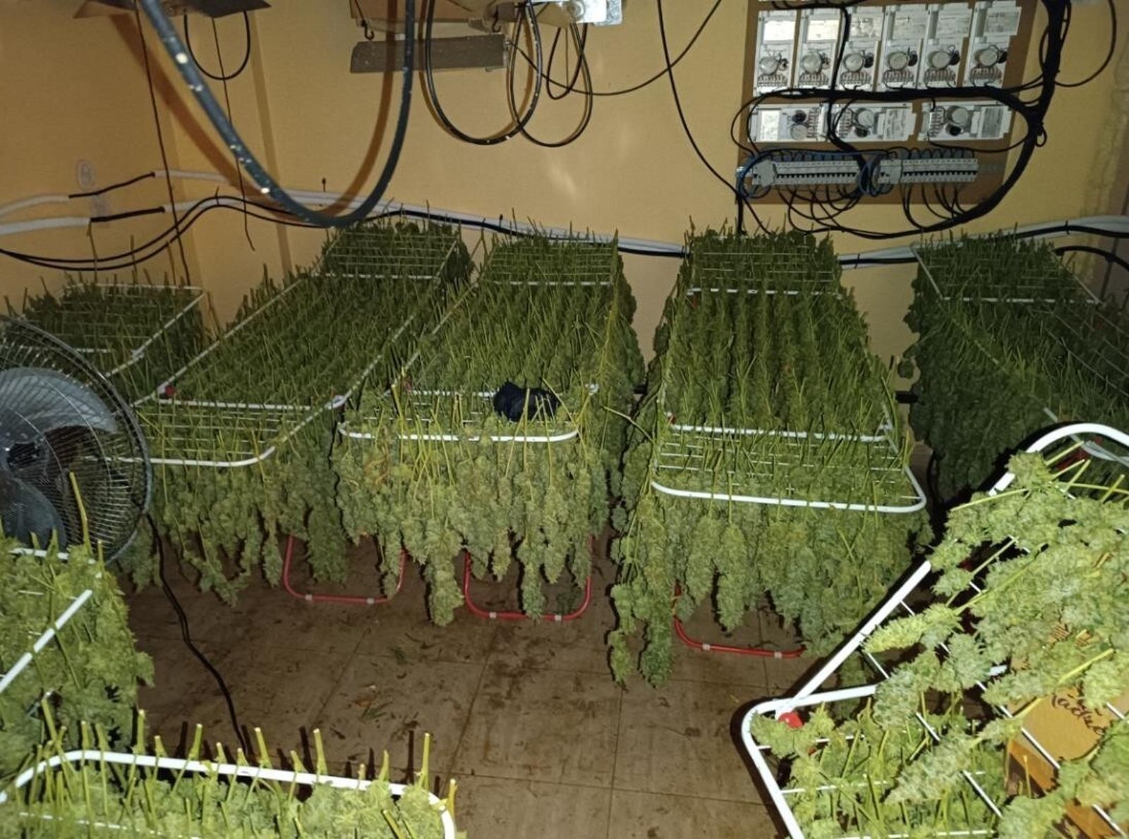 Plantación de marihuana en una casa ubicada en Huelva.
