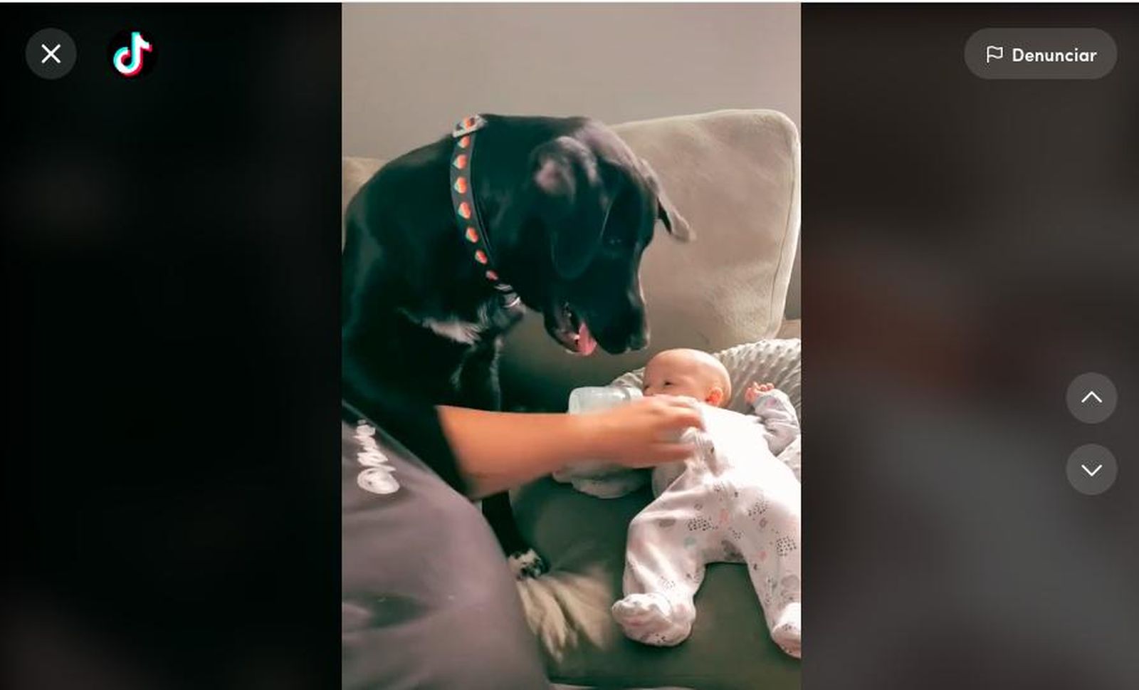 Un perro protege a un bebé hasta de su familia y desata el debate