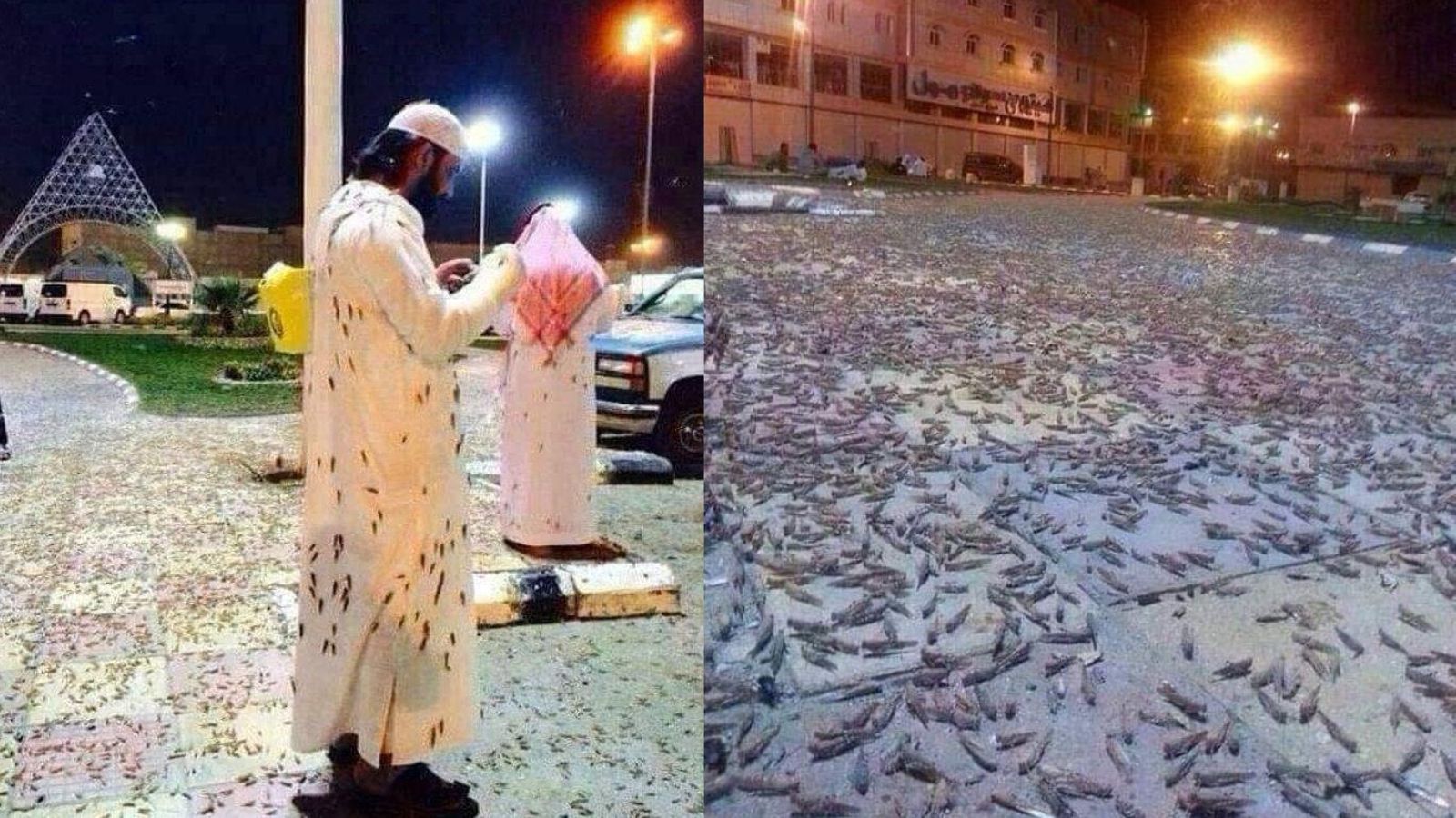 Plaga de langostas en La Meca