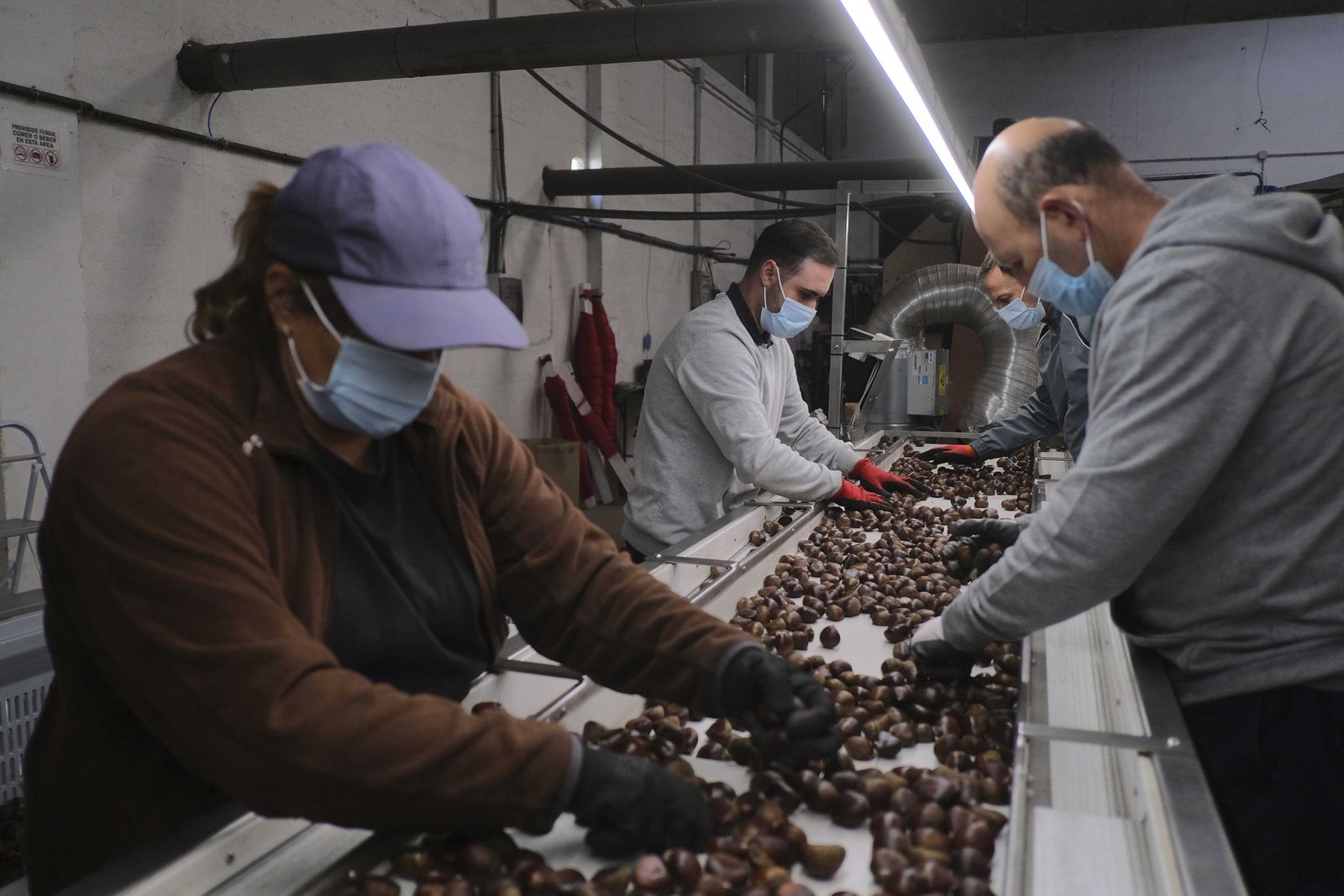 Cuadrillas en la recogida de castañas en el Valle del Genal