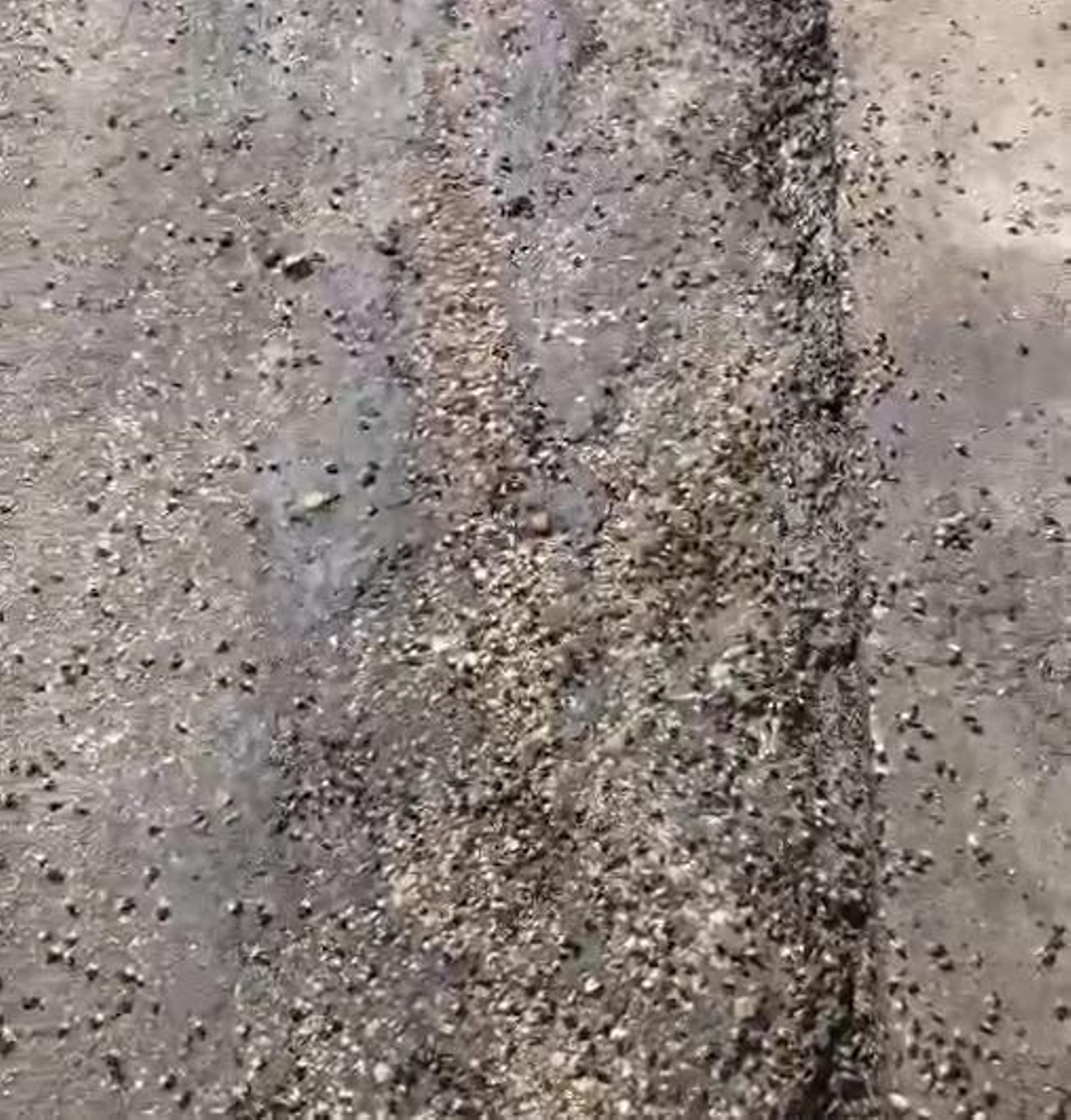Así estaba la nave foco de la plaga de moscas en Jerez