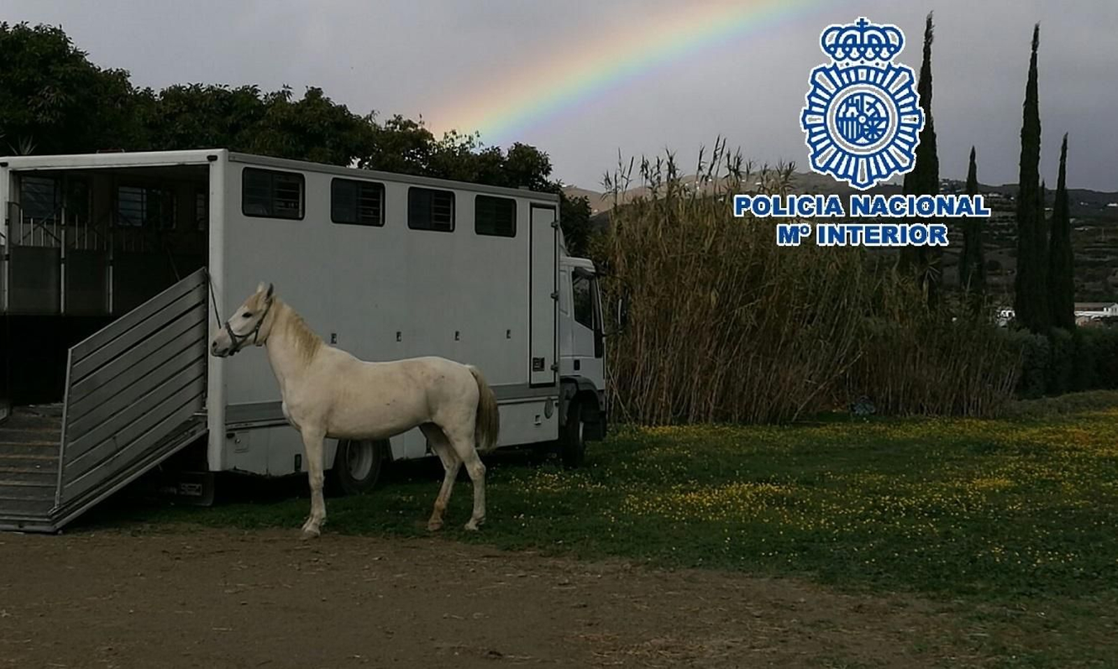 El estado de uno de los caballos.