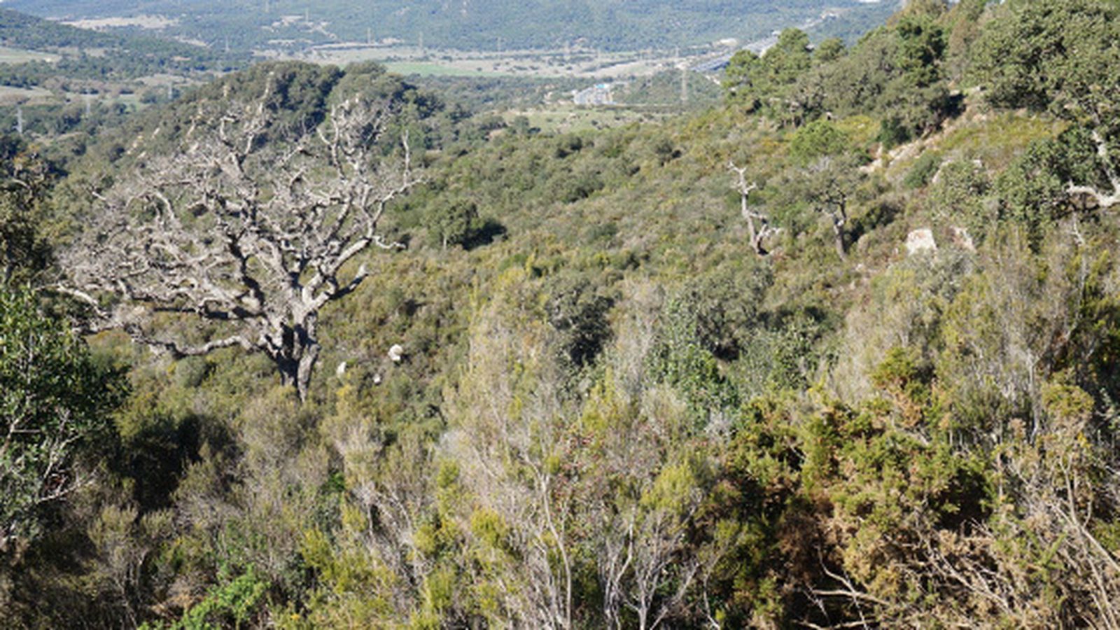 Árboles afectados por la seca en los Montes de Propios de Los Barrios.