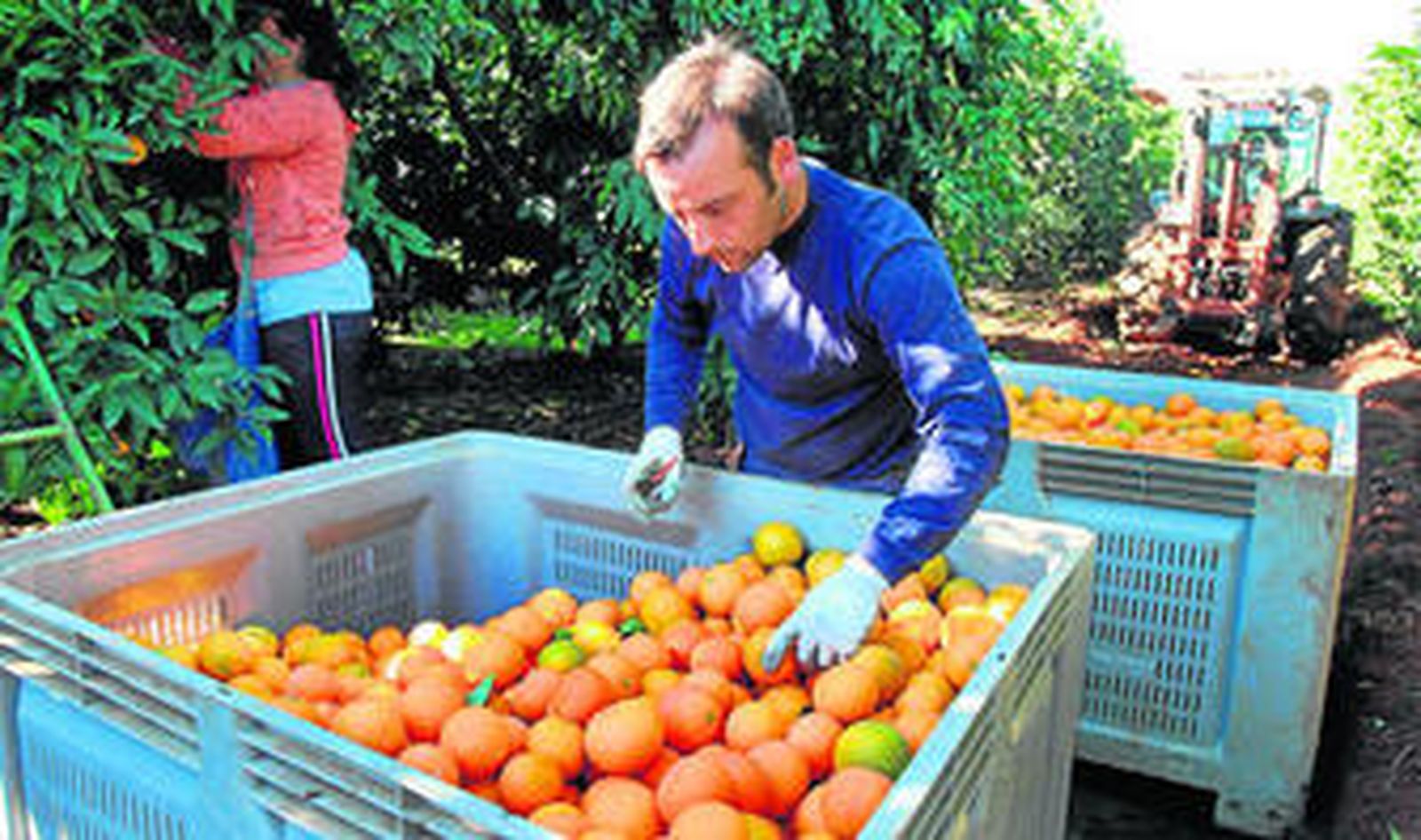 Un jornalero selecciona parte de las naranjas recogidas durante esta cosecha.