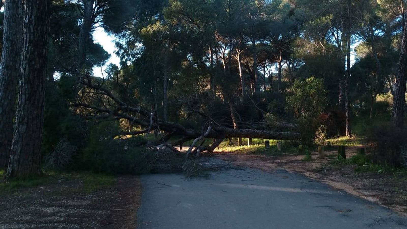 Árbol caído en la carretera de Valverde del Camino.