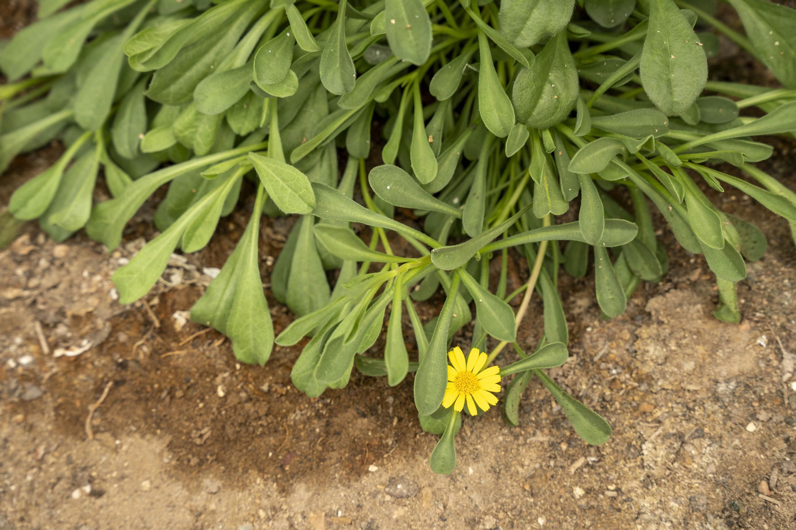 Las imágenes de la suelta de bichos depredadores para la lucha biológica en invernadero por Agrobio