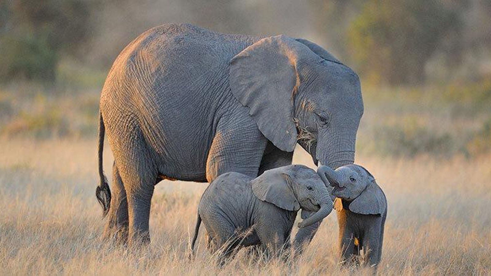 cría de elefante