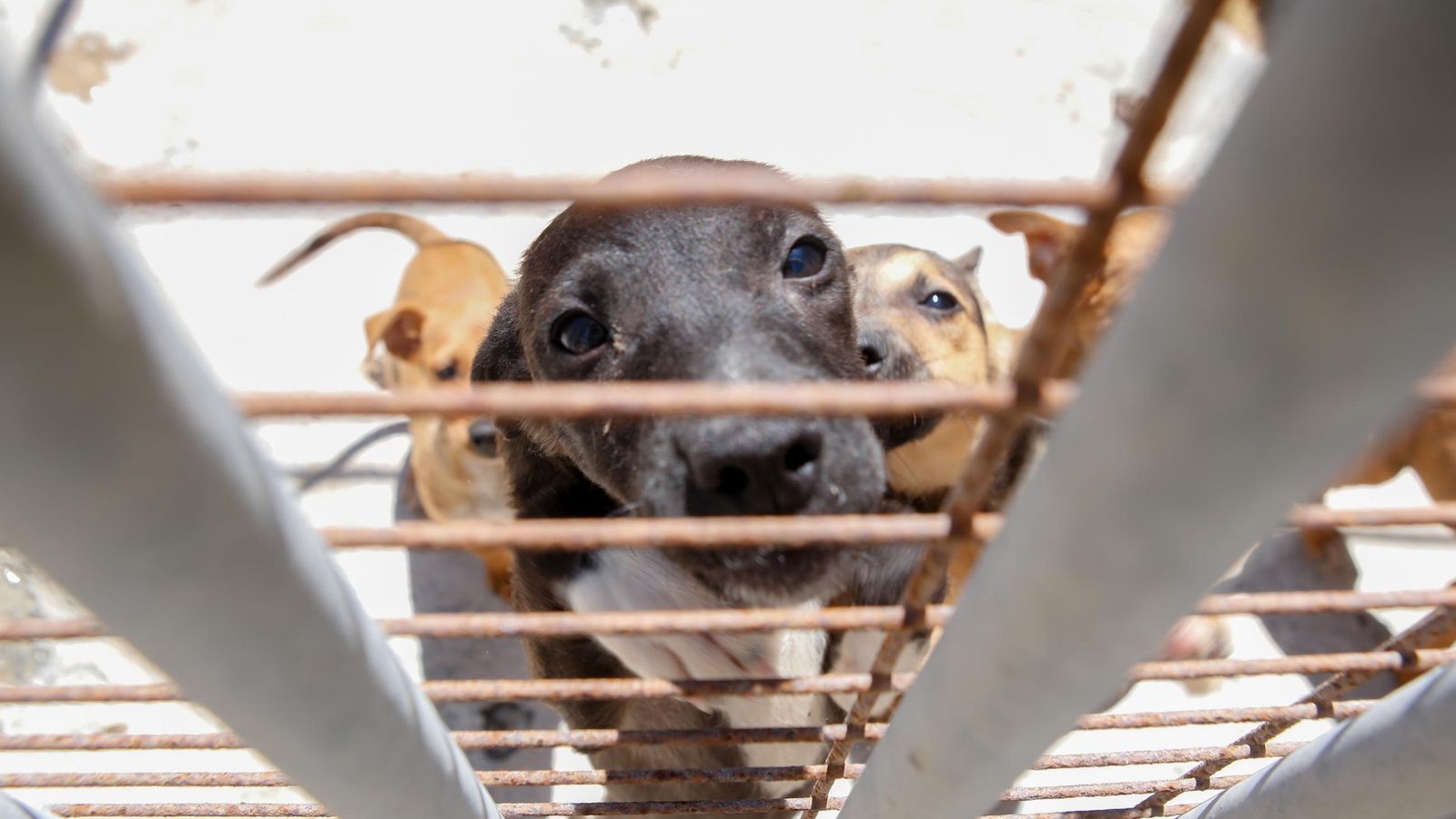 Las fotos de la protectora de animales de La Línea El gato andaluz