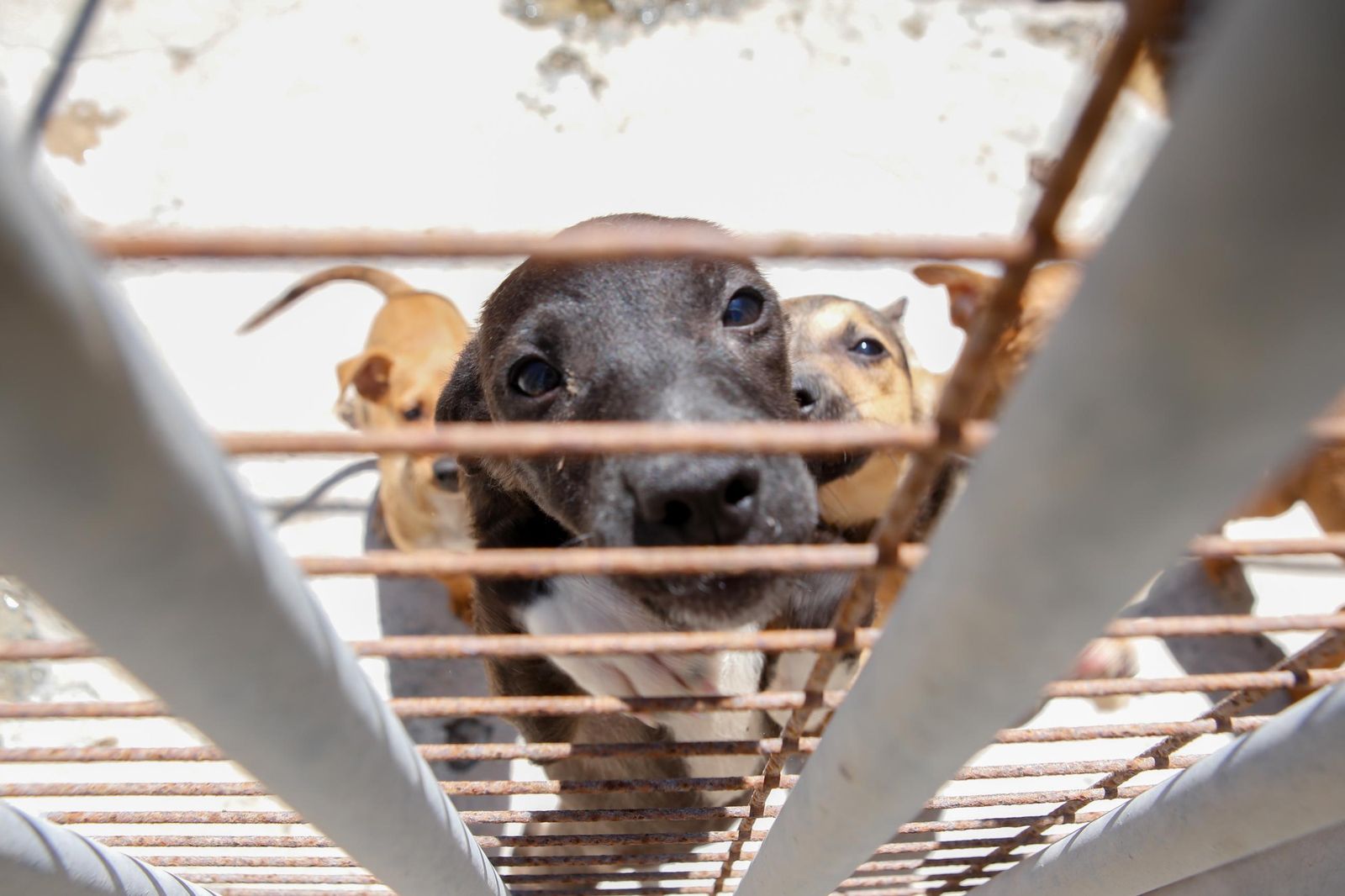 Las fotos de la protectora de animales de La Línea El gato andaluz