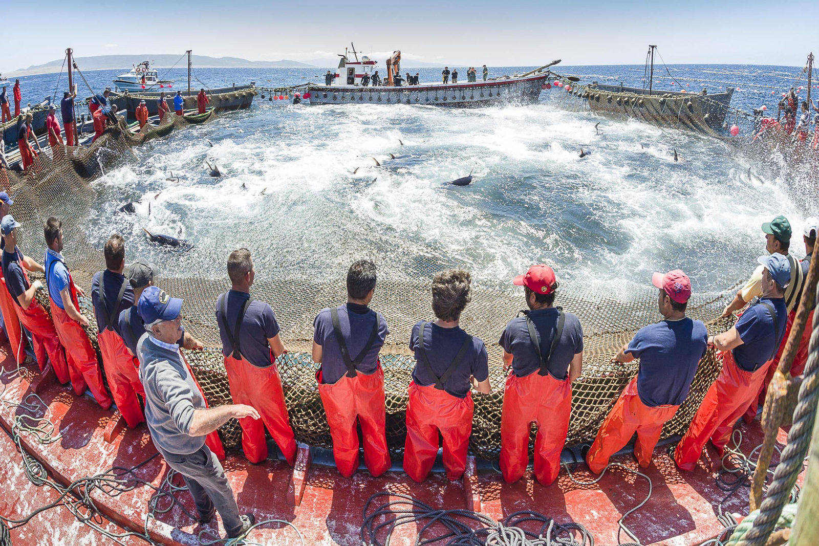 Un momento de una levantá de atunes en la almadraba de Barbate, en una imagen de archivo.