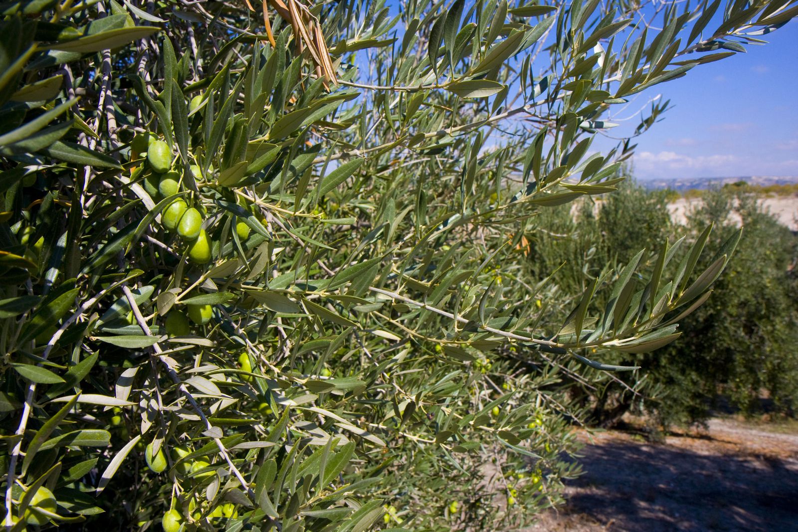 Imagen de archivo de un cultivo de olivo en Cuevas del Campo