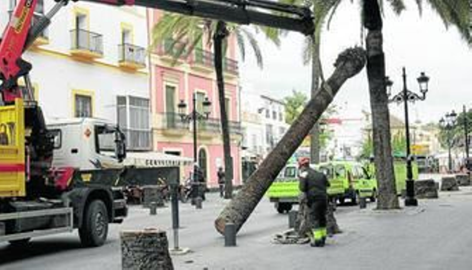 Una imagen de las labores de tala de palmeras realizada ayer por la mañana en la avenida Micaela Aramburu.