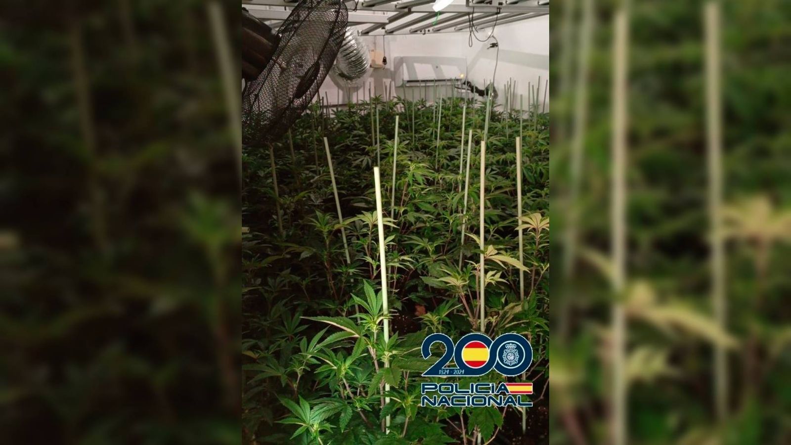 Plantación de marihuana en el interior del piso.