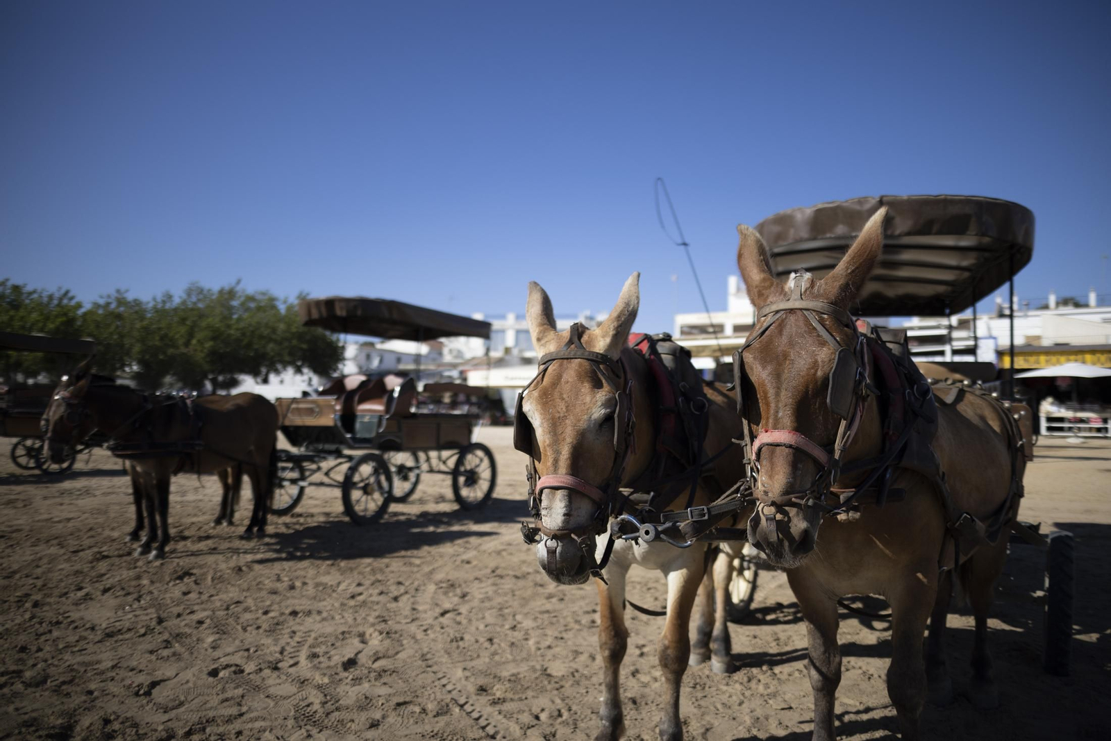 Ambiente del jueves 18 de agosto en la aldea de El Rocío durante el Rocío Chico