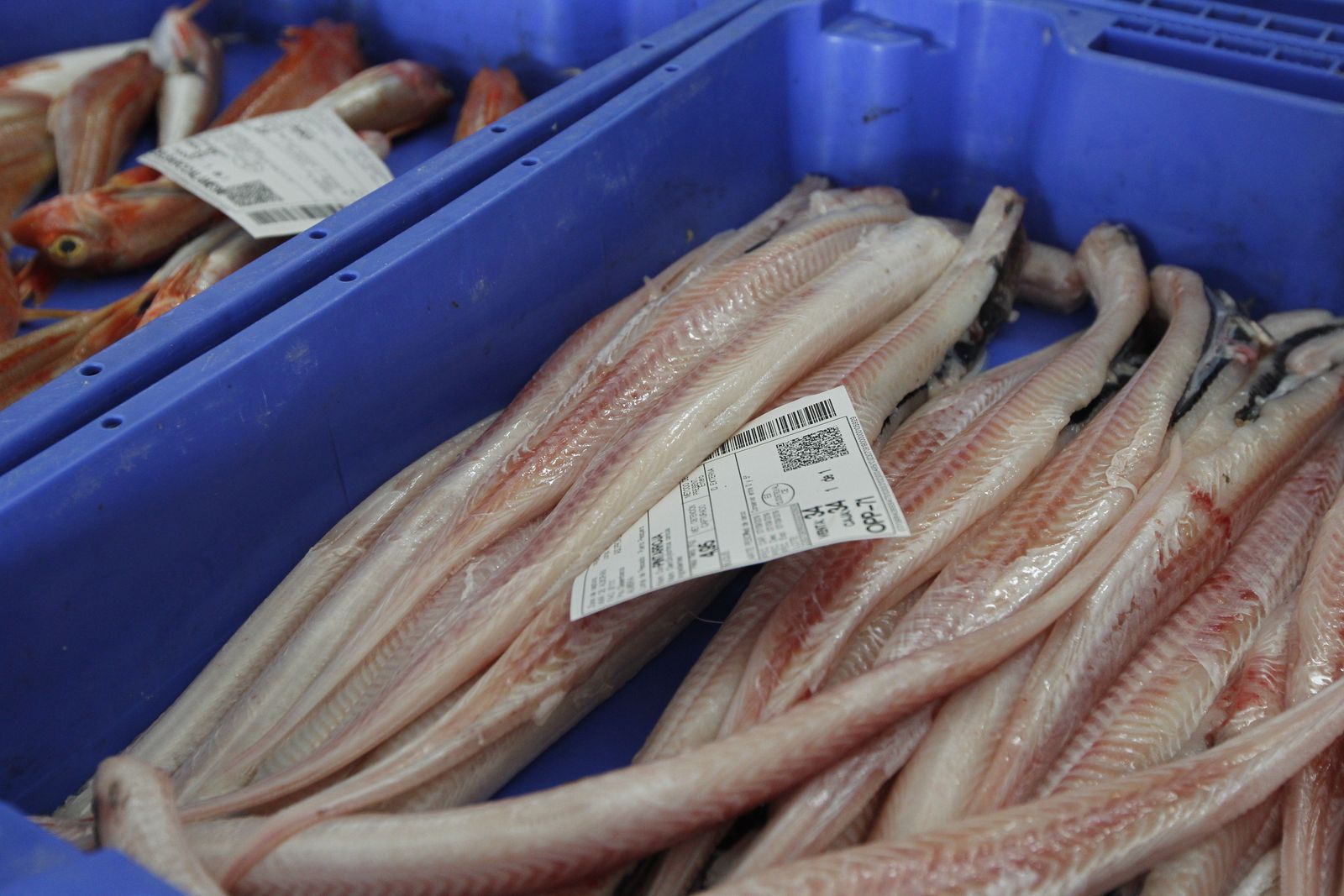 Fotogalería Jornada Puertas Abiertas Puerto Pesquero Almería