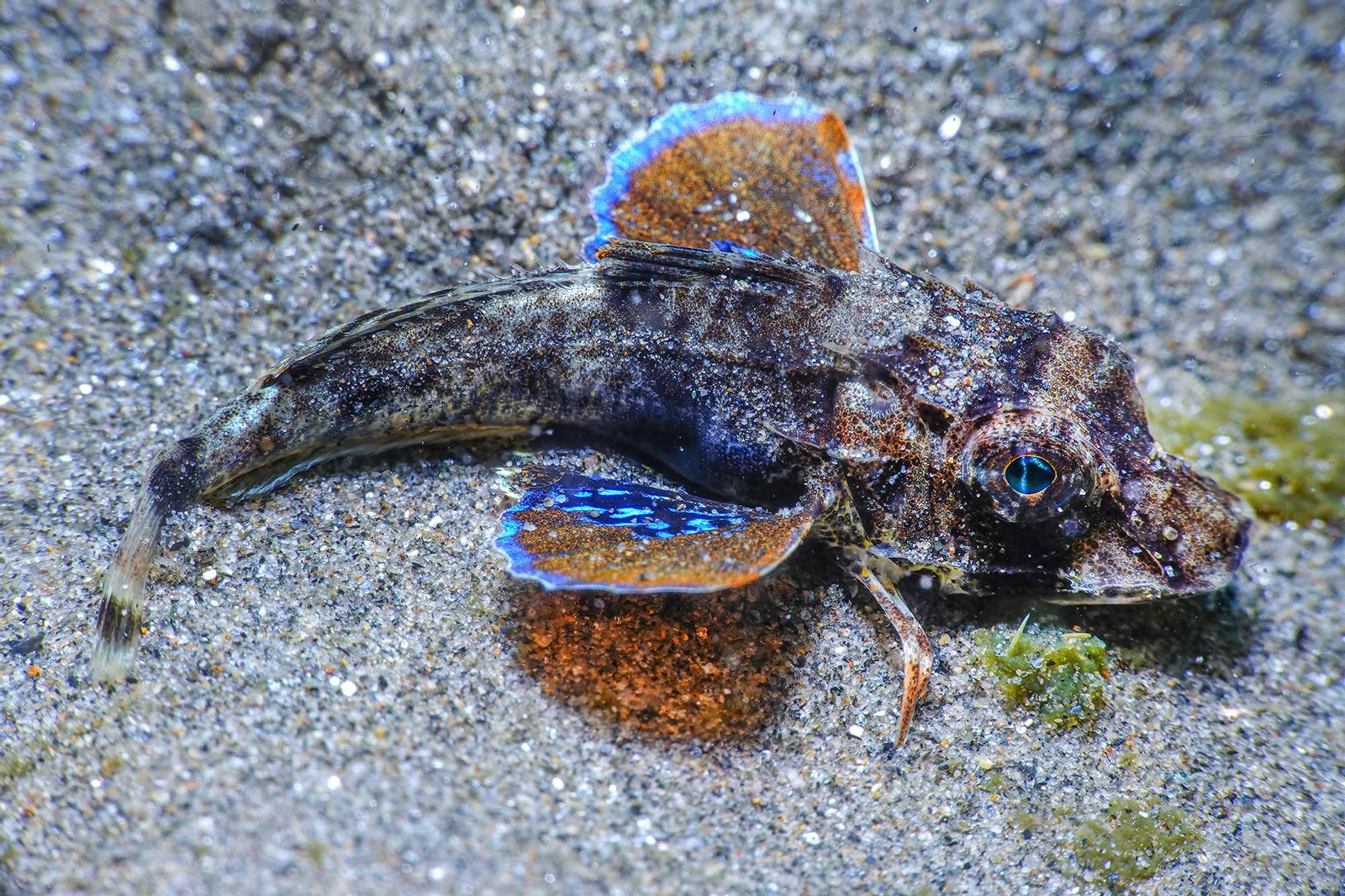 Golondrina de mar, Chelidonichthys lucerna.